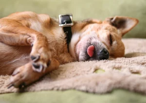 Innovative eco-friendly pet memorial products