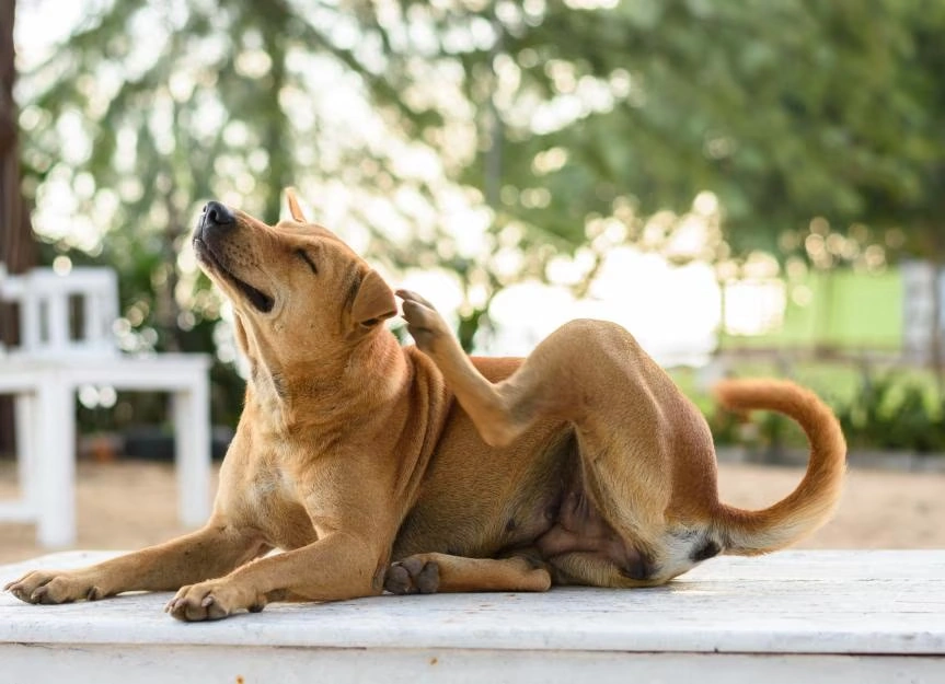 Dog Itching Home Remedies That Support Wellness