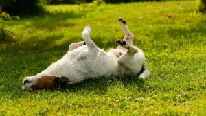 dog itching home remedies